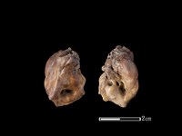 藏品(梅花鹿骨)的圖片