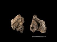 藏品(梅花鹿骨)的圖片