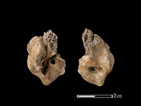 藏品(梅花鹿骨)的圖片