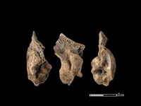 藏品(梅花鹿骨)的圖片