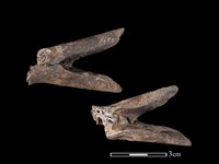 藏品(梅花鹿骨)的圖片