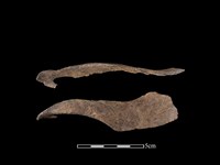 藏品(梅花鹿骨)的圖片