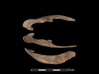 藏品(梅花鹿骨)的圖片