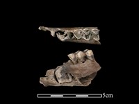 藏品(梅花鹿骨)的圖片