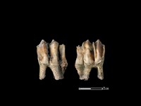 藏品(梅花鹿骨)的圖片