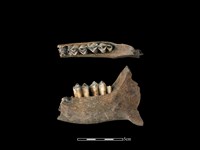 藏品(梅花鹿骨)的圖片