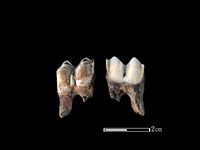 藏品(梅花鹿骨)的圖片