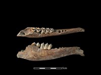 藏品(梅花鹿骨)的圖片