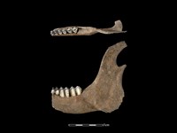 藏品(梅花鹿骨)的圖片