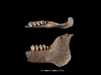 藏品(梅花鹿骨)的圖片