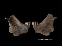 藏品(梅花鹿骨)的圖片