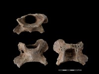 藏品(梅花鹿骨)的圖片