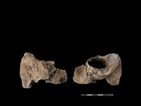 藏品(梅花鹿骨)的圖片