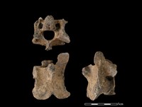 藏品(梅花鹿骨)的圖片