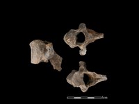 藏品(梅花鹿骨)的圖片