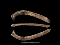 藏品(梅花鹿骨)的圖片