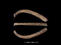 藏品(梅花鹿骨)的圖片