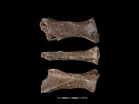 藏品(梅花鹿骨)的圖片