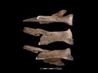 藏品(梅花鹿骨)的圖片