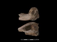 藏品(梅花鹿骨)的圖片