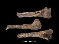 藏品(梅花鹿骨)的圖片