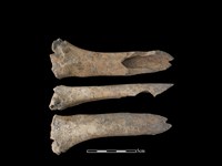 藏品(梅花鹿骨)的圖片