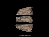 藏品(梅花鹿骨)的圖片