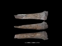 藏品(梅花鹿骨)的圖片