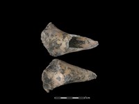 藏品(梅花鹿骨)的圖片