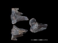 藏品(梅花鹿骨)的圖片