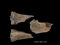 藏品(梅花鹿骨)的圖片