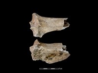 藏品(梅花鹿骨)的圖片