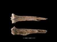 藏品(梅花鹿骨)的圖片