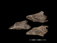 藏品(梅花鹿骨)的圖片