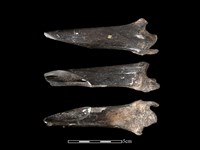 藏品(梅花鹿骨)的圖片