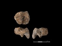 藏品(梅花鹿骨)的圖片