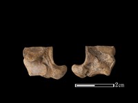 藏品(梅花鹿骨)的圖片