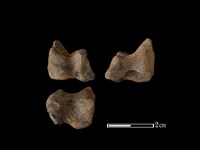 藏品(梅花鹿骨)的圖片