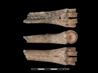 藏品(梅花鹿骨)的圖片