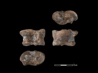 藏品(梅花鹿骨)的圖片