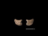 藏品(梅花鹿骨)的圖片