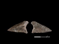 藏品(梅花鹿骨)的圖片