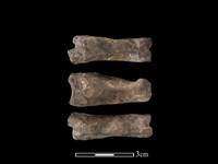 藏品(梅花鹿骨)的圖片