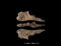 藏品(梅花鹿骨)的圖片