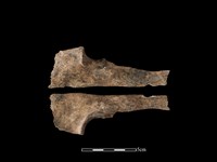 藏品(梅花鹿骨)的圖片