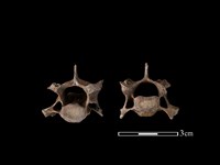 藏品(狗獾骨)的圖片