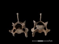 藏品(狗獾骨)的圖片