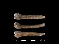 藏品(野兔骨)的圖片