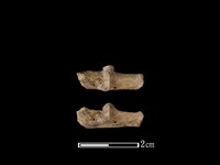 藏品(野兔骨)的圖片