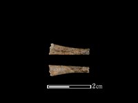 藏品(蛙骨)的圖片